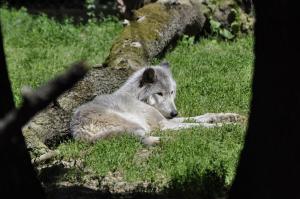 Loup