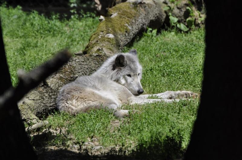 Loup