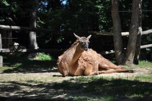 Lama