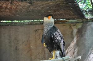 Caracara