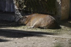 Capybara