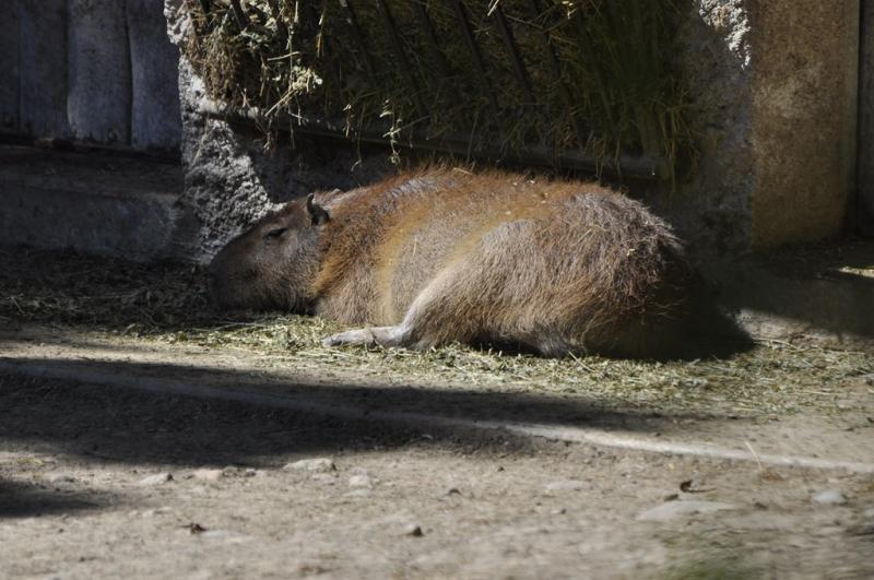 Capybara