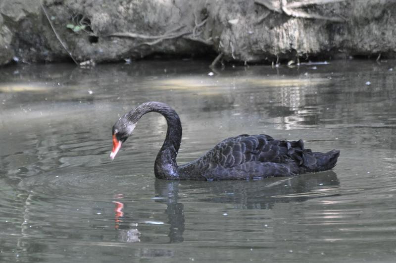 Cygne noir