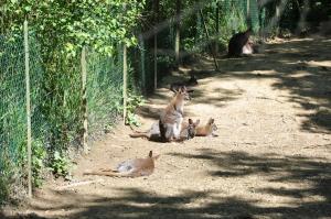 Wallaby de Bennett