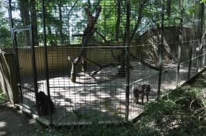 Mandrill