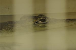Crocodile du Nil