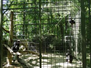 Chimpanzé