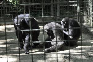 Chimpanzé