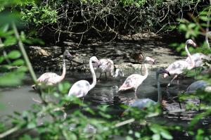 Flamant rose