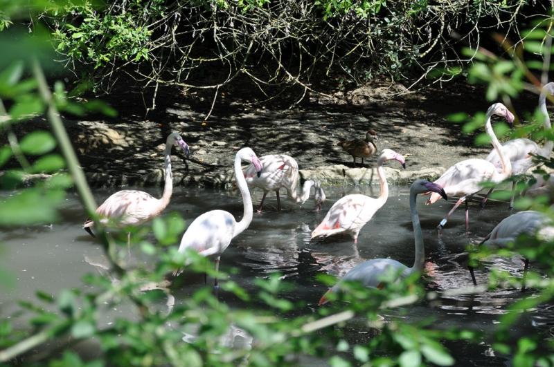 Flamant rose
