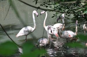 Flamant rose