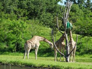 Girafe angolaise