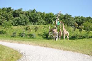 Girafe angolaise