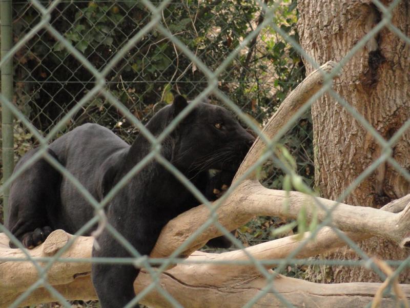 Jaguar