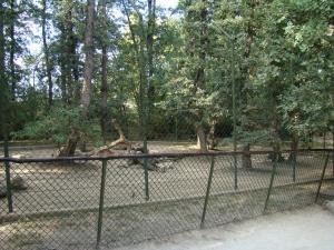 Panthère