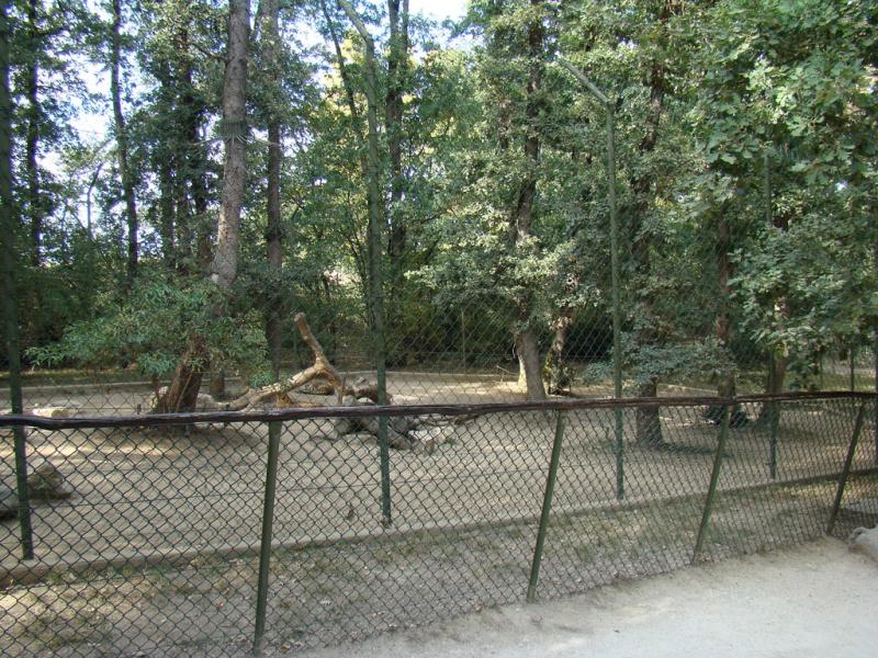 Panthère