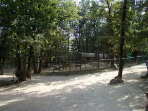 Tigre