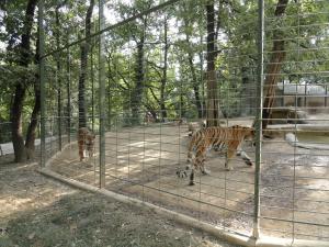 Tigre