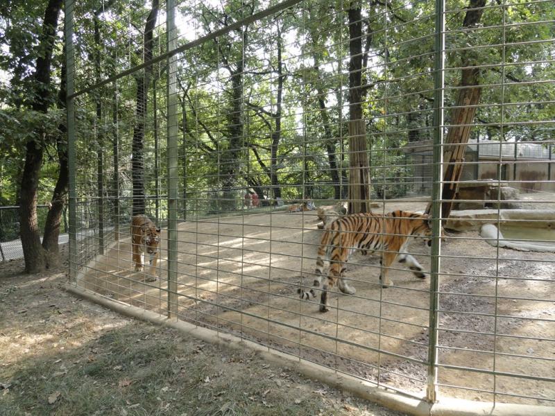 Tigre