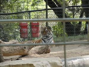 Tigre