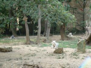 Loup