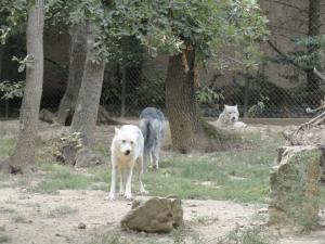 Loup