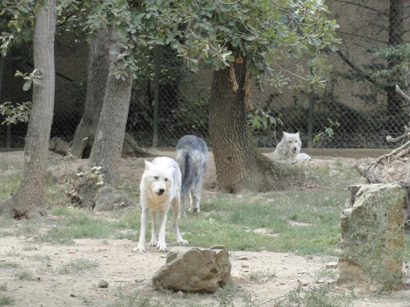 Loup