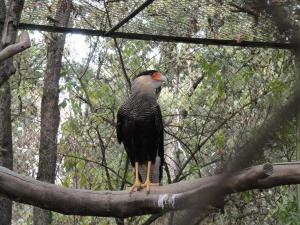 Caracara