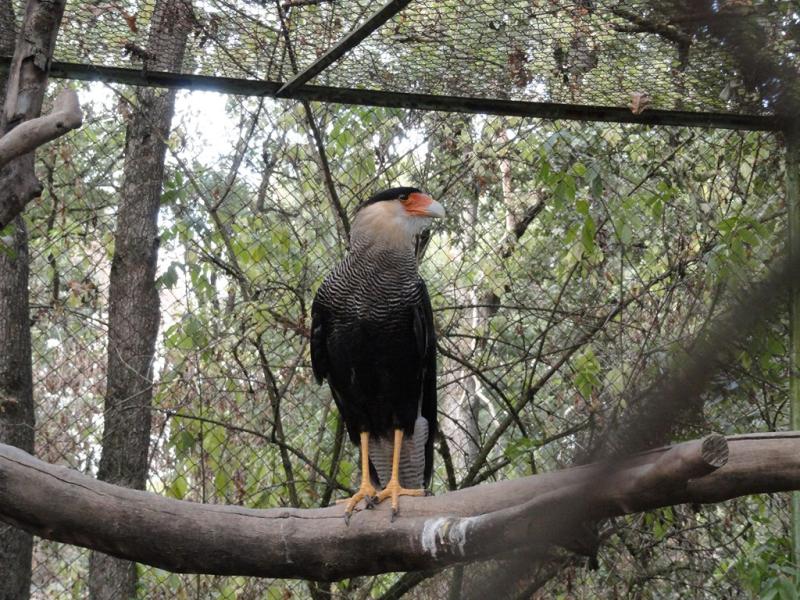 Caracara