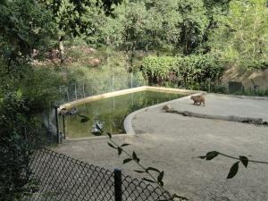 Tapir terrestre - Capybara