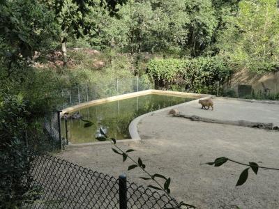 Tapir terrestre - Capybara - 2010