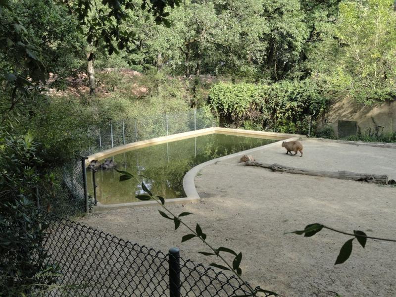 Tapir terrestre - Capybara