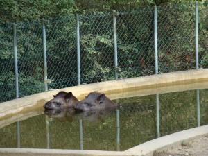 Tapir terrestre