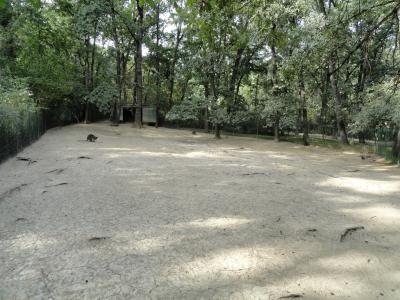 Wallaby de Bennett - 2010