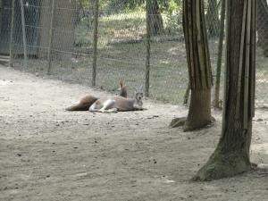 Wallaby de Bennett