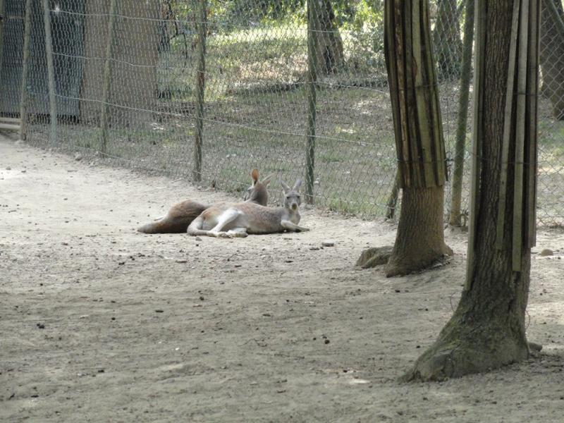 Wallaby de Bennett
