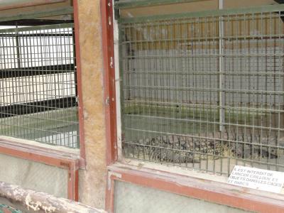 Crocodile du Nil - 2010