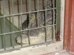 Crocodile du Nil