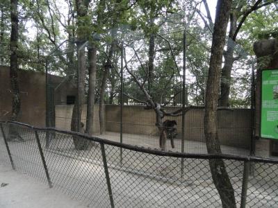 Maki de Mayotte - 2010