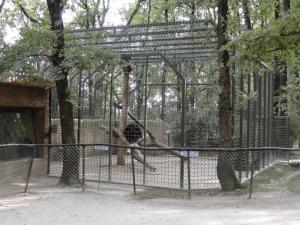 Chimpanzé