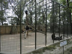 Chimpanzé