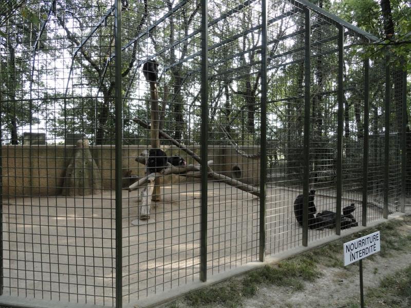 Chimpanzé