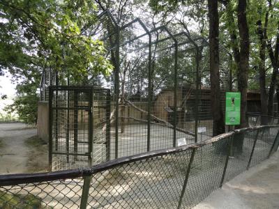 Colobe guéréza - 2010