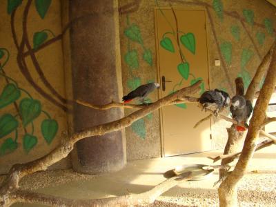 Perroquet Gris du Gabon - 2010