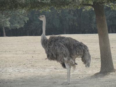 Autruche - 2010