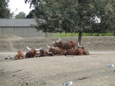 Boeuf Watussi - 2010