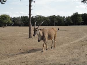 Eland du Cap
