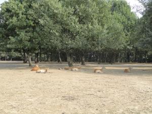 Cobe lechwe