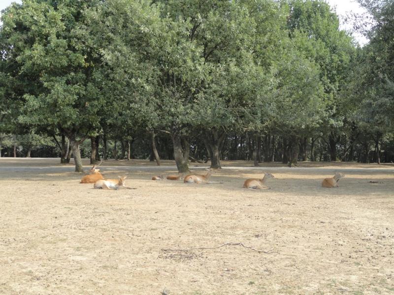 Cobe lechwe