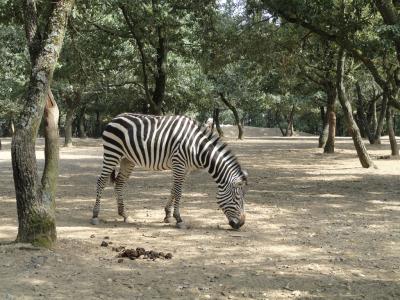 Zèbre de Grant - 2010